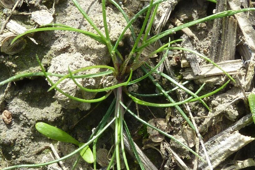 Vulpia Hair Grass